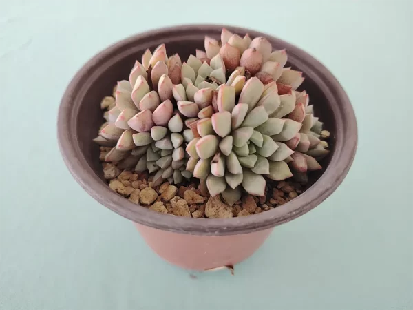 Echeveria subcorymbosa - Imagen 2
