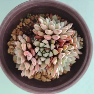 Echeveria subcorymbosa