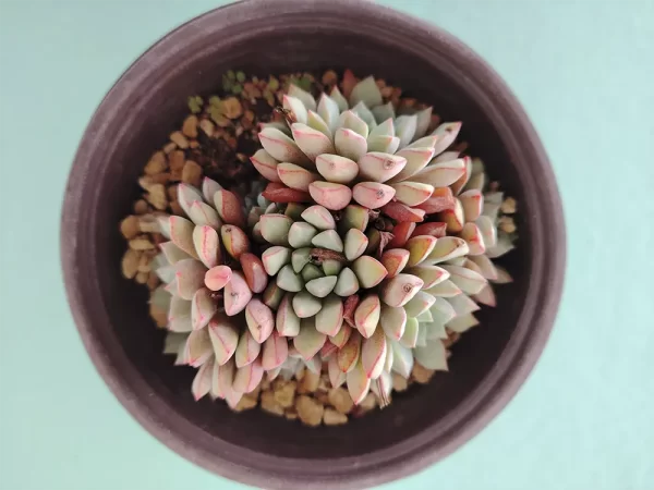 Echeveria subcorymbosa