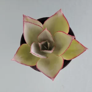 Echeveria subbrigida