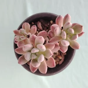 Echeveria amoena 2