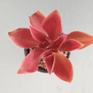 Echeveria  uxorium