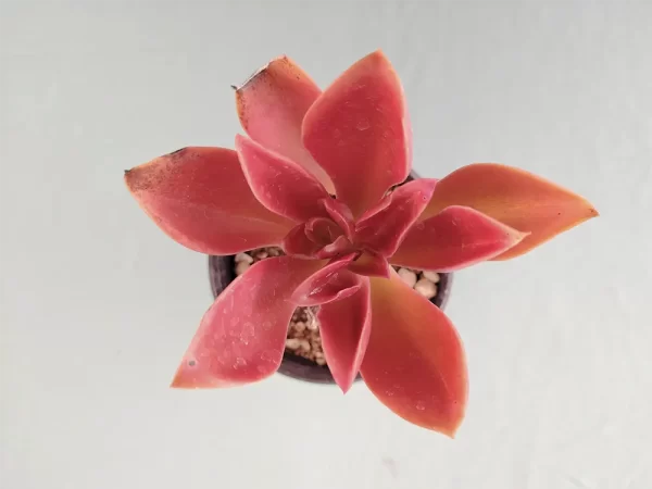 Echeveria  uxorium