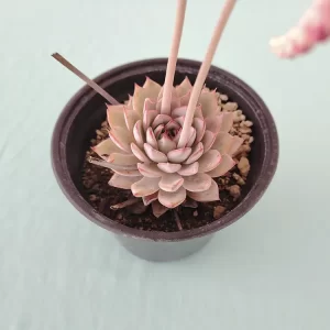 Echeveria caamanoi