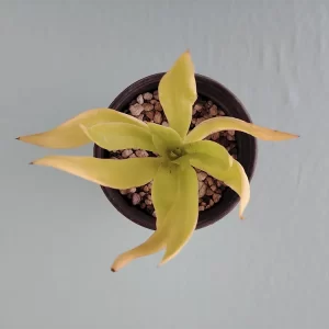 Echeveria canaliculata