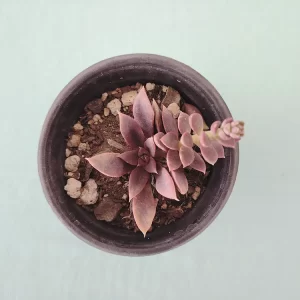 Echeveria carnicolor