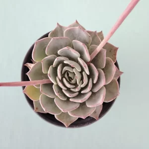 Echeveria catorce