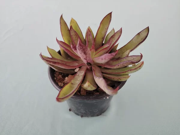 Echeveria walpoleana - Imagen 2