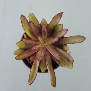 Echeveria walpoleana