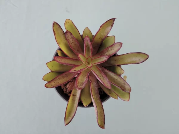 Echeveria walpoleana