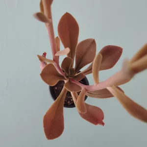 Echeveria xochipalensis
