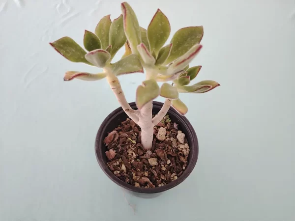 Echeveria zorzaniana - Imagen 2