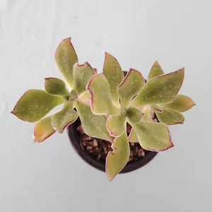 Echeveria zorzaniana