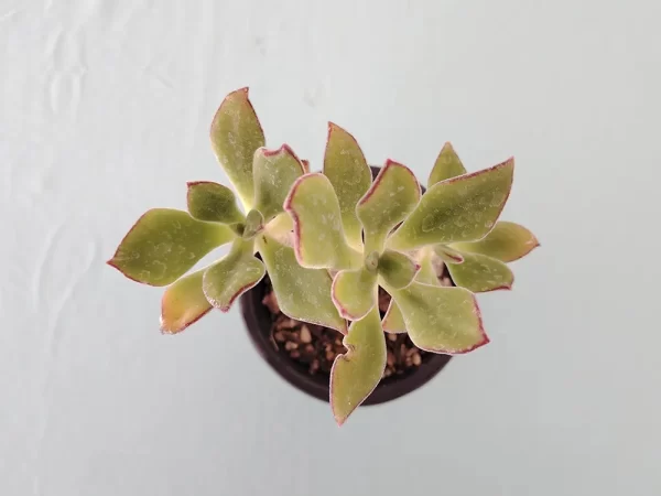 Echeveria zorzaniana