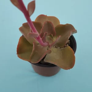 Echeveria gigantita