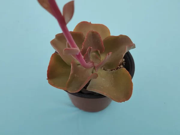Echeveria gigantita