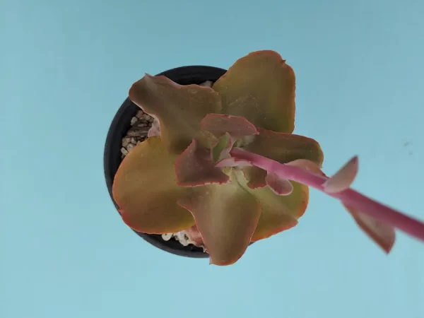 Echeveria gigantita - Imagen 3