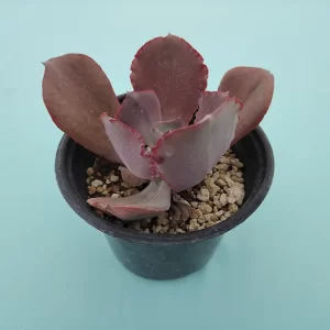 Echeveria gigantita morada