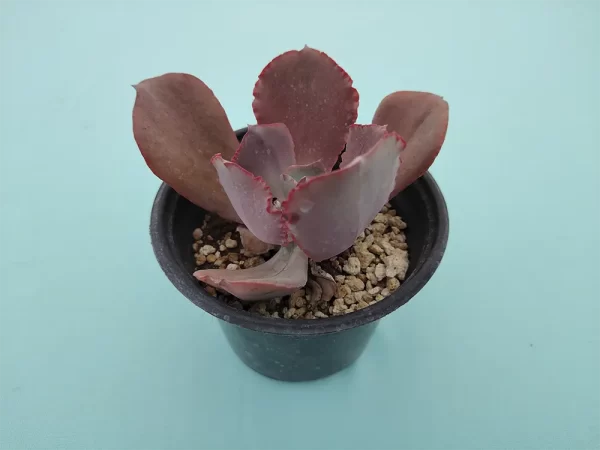 Echeveria gigantita morada