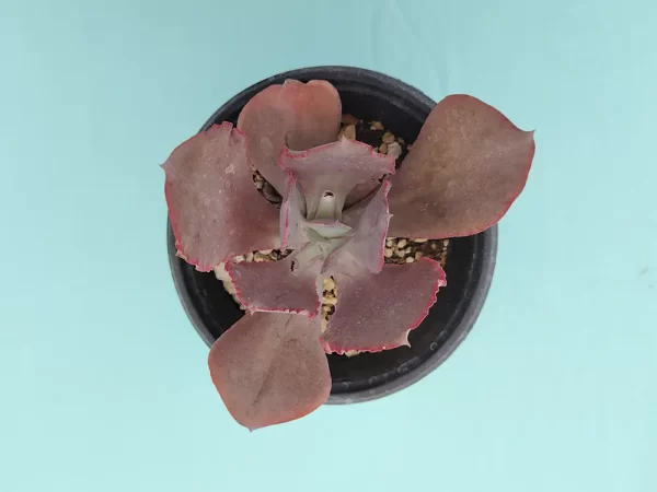 Echeveria gigantita morada - Imagen 3