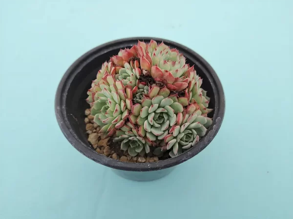 Echeveria aff. minima - Imagen 2