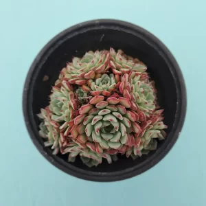 Echeveria aff. minima