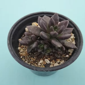 Echeveria affinis