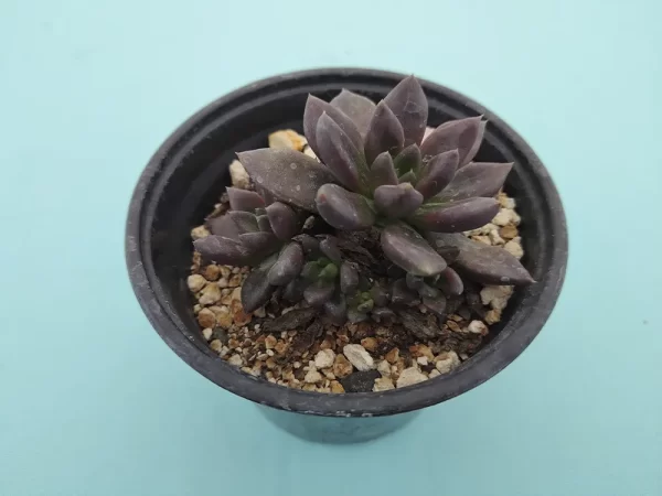 Echeveria affinis
