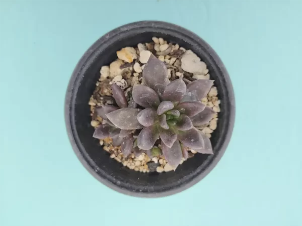 Echeveria affinis - Imagen 3