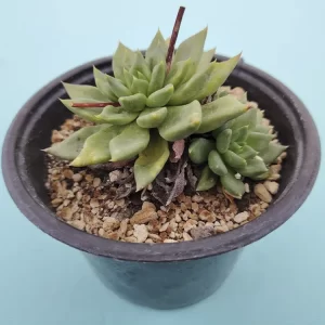 Echeveria affinis verde
