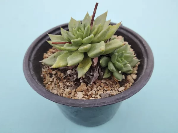 Echeveria affinis verde