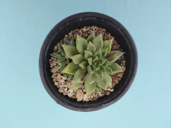 Echeveria affinis verde - Imagen 3