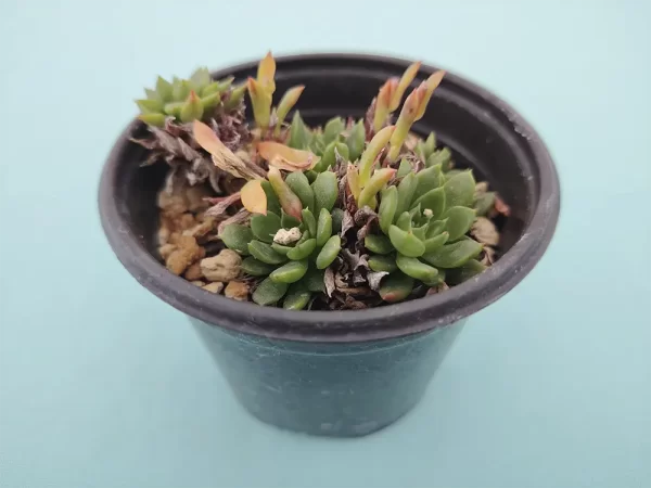Echeveria bella - Imagen 3
