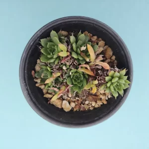 Echeveria bella