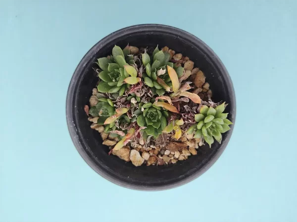 Echeveria bella