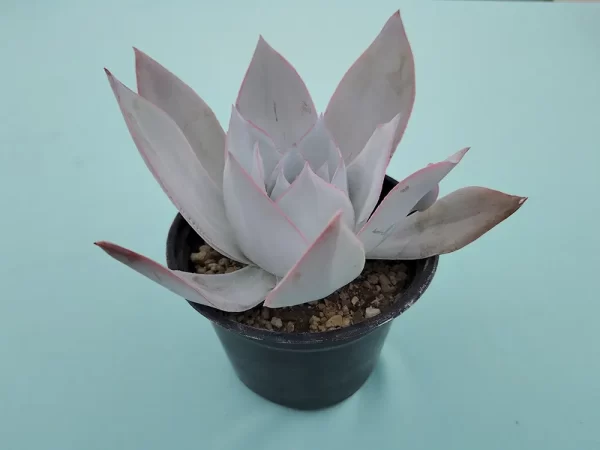Echeveria cante - Imagen 2