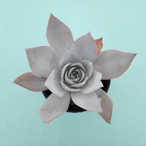 Echeveria cante