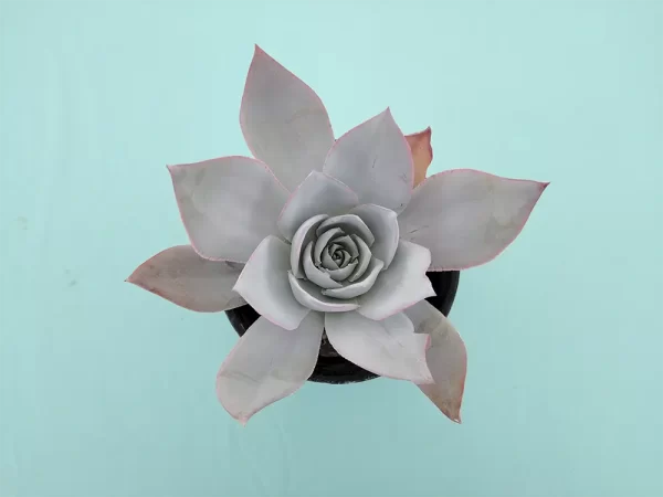 Echeveria cante