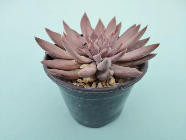 Echeveria craigiana - Imagen 2
