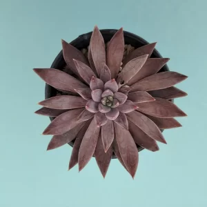 Echeveria craigiana