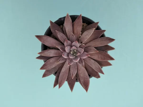 Echeveria craigiana