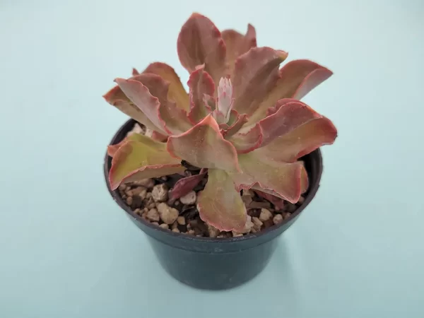 Echeveria cerrograndensis - Imagen 2