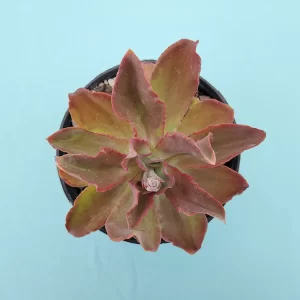 Echeveria cerrograndensis