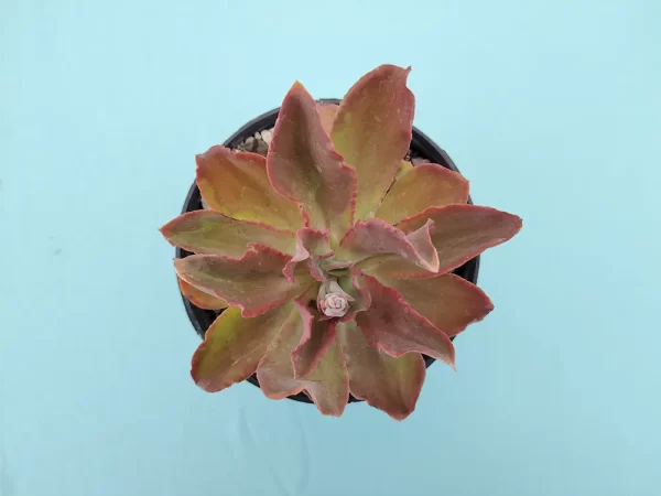 Echeveria cerrograndensis