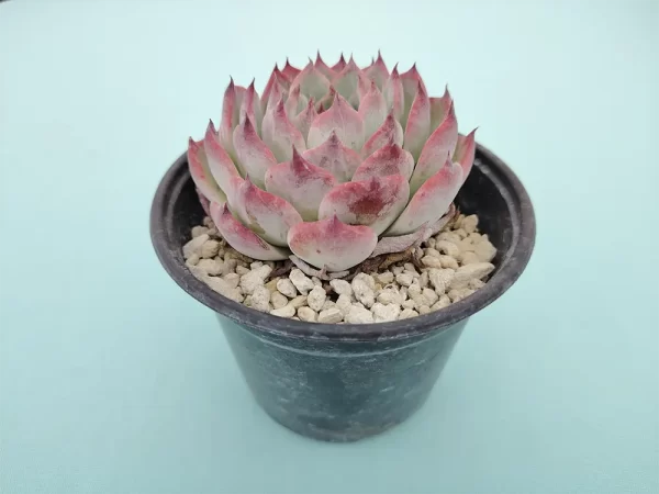 Echeveria chihuahuaensis - Imagen 2
