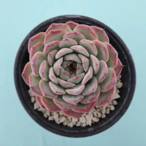 Echeveria chihuahuaensis