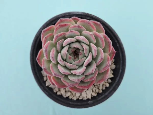 Echeveria chihuahuaensis