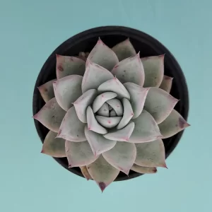 Echeveria colorata