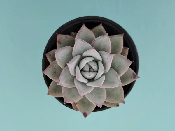 Echeveria colorata