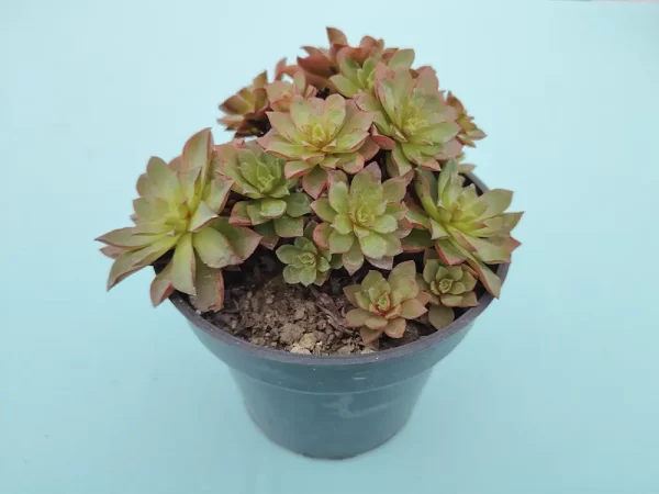 Echeveria conspiradora